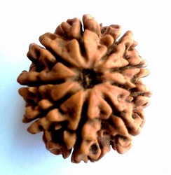 Manufacturers Exporters and Wholesale Suppliers of 9 Mukhi Rudraksha Delhi Delhi